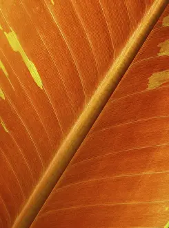 Botany Nature Photos Prints: LEAF, STRUCTURE, LEAF STRUCTURES