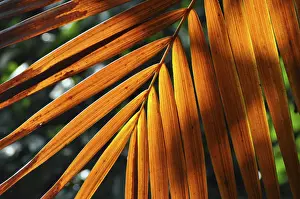 Leaf Structure Prints: LEAF, STRUCTURE, LEAF STRUCTURES