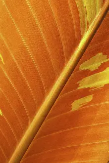 Leaf Structure Prints: LEAF, STRUCTURE, LEAF STRUCTURES