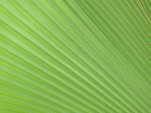Green Leaf Structure Prints: LEAF, STRUCTURE, LEAF STRUCTURES