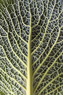 Vegetable Plant Photography Prints: Leaf structure of a vegetable cabbage (Brassica oleracea var)