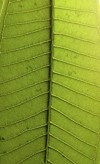 Deserted Plant Life Prints: Leaf structures, leaf, green, leaf vein