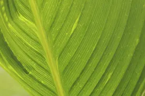 Deserted Plant Life Prints: Leaf structures, leaf structure
