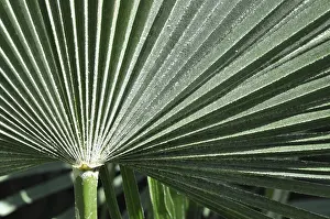 Palm Leaf Structure Prints: Leaf structures, leaf, structure