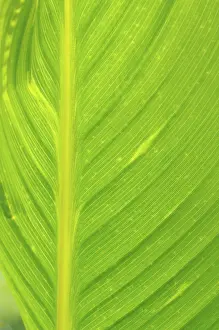 Leaf Structure Prints: Leaf structures, leaf structure
