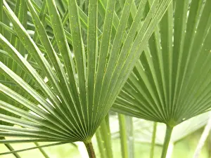 Deserted Plant Life Prints: Leaf structures, leaf structure