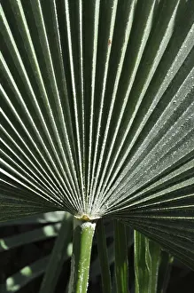 Palm Tree Structure Prints: Leaf structures, leaf, structure