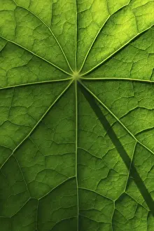 Nasturtium Leaf Structure Prints: Leaf surface, structure of a nasturtium