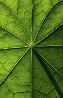 Nasturtium Leaf Structure Prints: Leaf surface, structure of a nasturtium