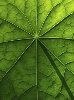 Nasturtium Leaf Structure Prints: Leaf surface, structure of a nasturtium