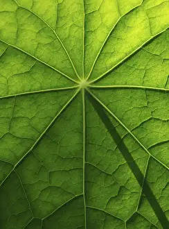 Nasturtium Leaf Structure Prints: Leaf surface, structure of a nasturtium