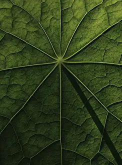 Nasturtium Leaf Structure Prints: Leaf surface, structure of a nasturtium