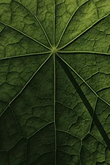 Nasturtium Leaf Structure Prints: Leaf surface, structure of a nasturtium