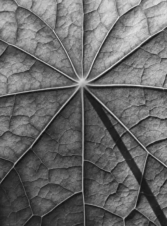 Empty Outdoor Spaces Plants Prints: Leaf surface, structure of a nasturtium in black