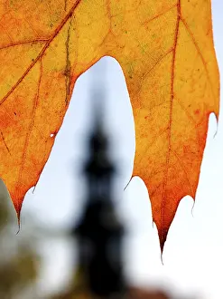 Deserted Plant Structure Prints: Leaf and tower