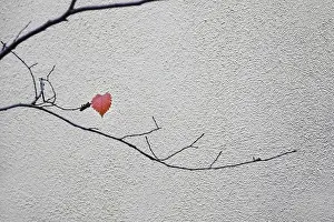 Deserted Germany Landscape Prints: A last leaf on a tree, November, Germany