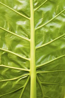 Large Emerald Green Leaves Prints: Leaf veins