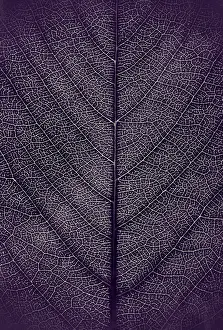 Leaf Vein Structure Prints: Leaf veins, background