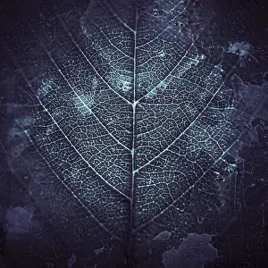 Botany Nature Images Prints: Leaf veins, background