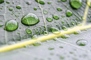 Deserted Plant Structure Prints: Leaf Veins in extreme close-up