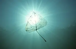 Waterfront Photography Prints: Leaf in water