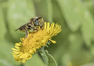 Wild Bee Photography Prints: Leafcutter bee Megachile spec