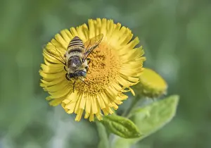 Wild Bee Photography Prints: Leafcutter bee Megachile spec