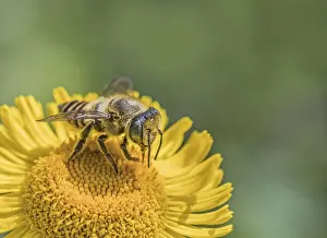 Hymenoptera Insects Photos Prints: Leafcutter bee Megachile spec