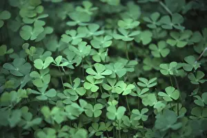 Colorful Leaves Prints: Four leafed clover