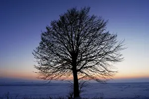 Deciduous Trees In Winter Prints: Leafless tree
