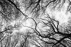 Bird Photography Wildlife Habitat Prints: Leafless tree branches creating a complex pattern against a bright sky with flying birds