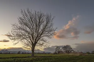 Deciduous Tree Landscape Photo Prints: A leafless tree stands in the field at sunset