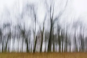 Central Europe Fall Season Prints: Leafless trees, autumn mood, Thuringia, Germany