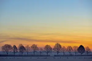 Deserted German Road Prints: Leafless trees, avenue at dawn