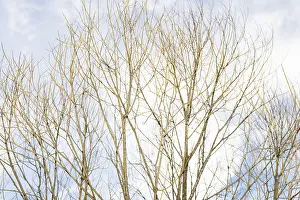 Cloudy Sky Landscape Shot Prints: Leafless trees with bare branches reach towards the sky