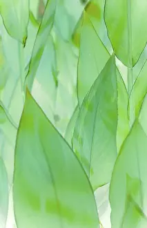 Close Up Leaf Texture Prints: Leafs
