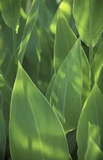 Aesthetic Macro Photography Prints: Leafs macro