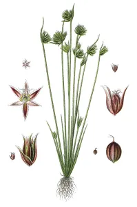 Agricultural Crop Pictures Prints: Leafybract Dwarf Rush (Juncus capitalus)