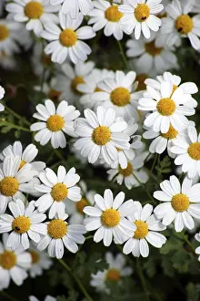 Asteraceae Plant Prints: Lean meadow daisy
