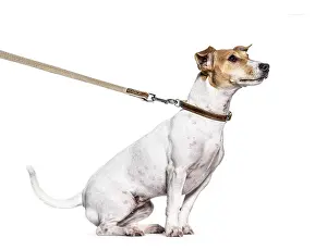 Studio Shot Terrier Prints: Learning process with a Jack Russell Terrier on a leash