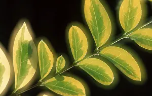 Springtime Nature Photography Prints: Leaves