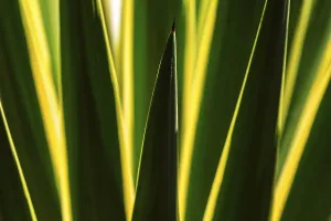 Southern Europe Plant Life Prints: Leaves of an agave against the light