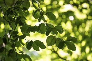 Prints of Leaves and branches of a beech tree, sculpture park, Humlebaek, Niva Bugt, Hovedstaden, Oresund coast, Denmark Leaves and branches of a beech tree, sculpture park, Humlebk, Niv Bugt, Hovedstaden Sculpture Prints: Beech Tree Sculpture Print, Humlebaek, Denmark