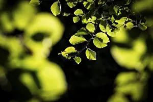 Fagaceae Family Plants Prints: Leaves and branches of a beech tree