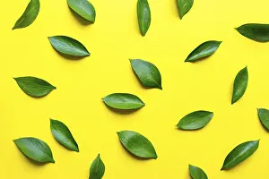 Leaf Structure Design Prints: Leaves composition made of ruskus