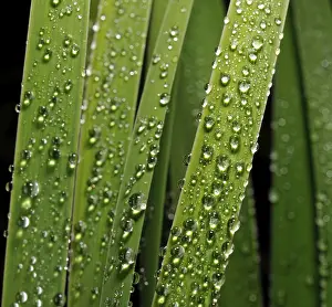 Close Up Leaves Prints: Leaves with dew drops