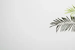 White Wall Background Prints: Leaves falling white wall background