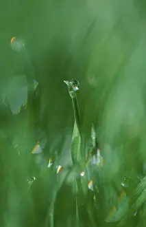 Uninhabited Green Landscape Prints: Leaves of grass with water drops
