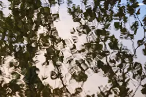Scandinavian Lake Landscape Prints: Leaves are reflected on still water surface