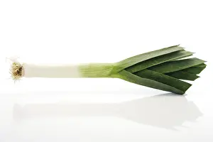 Allioideae Plant Family Prints: Leek